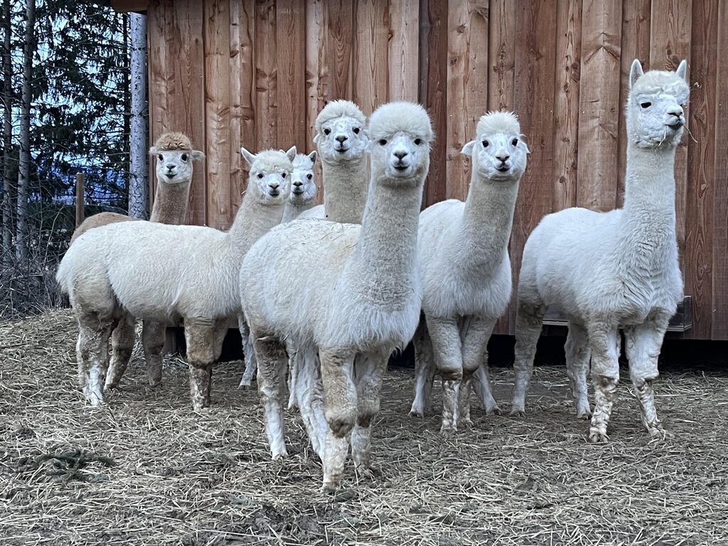 alpaca様 Alpaka Schloss Thann in Weißkirchen | steiermark.com